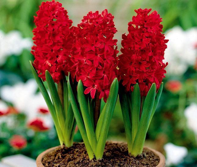 Превью изображения