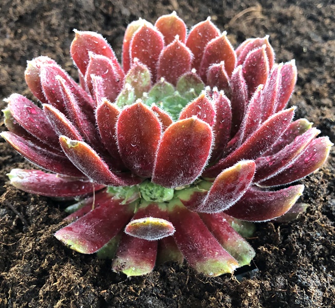 Превью изображения