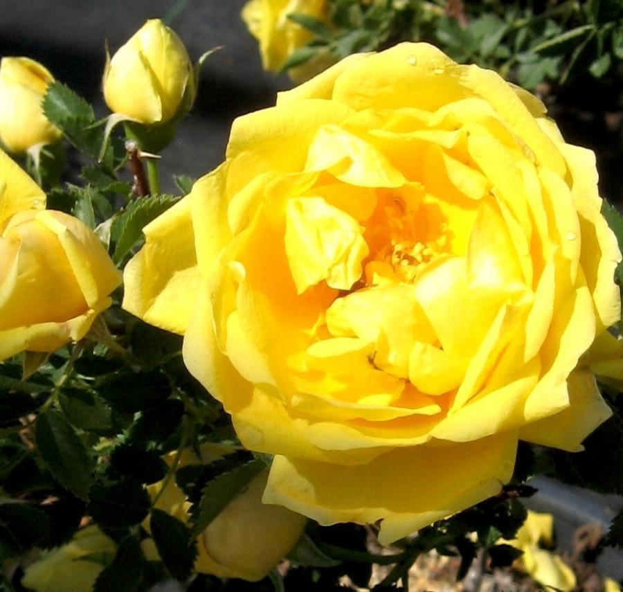 Превью изображения