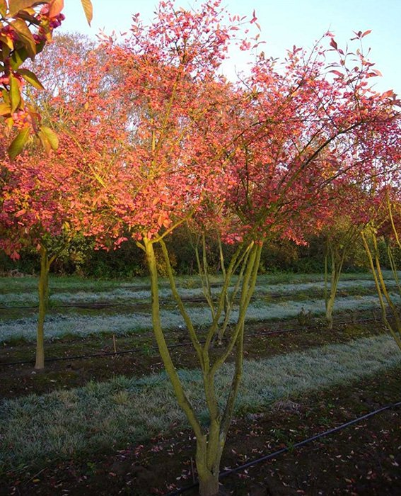 Превью изображения