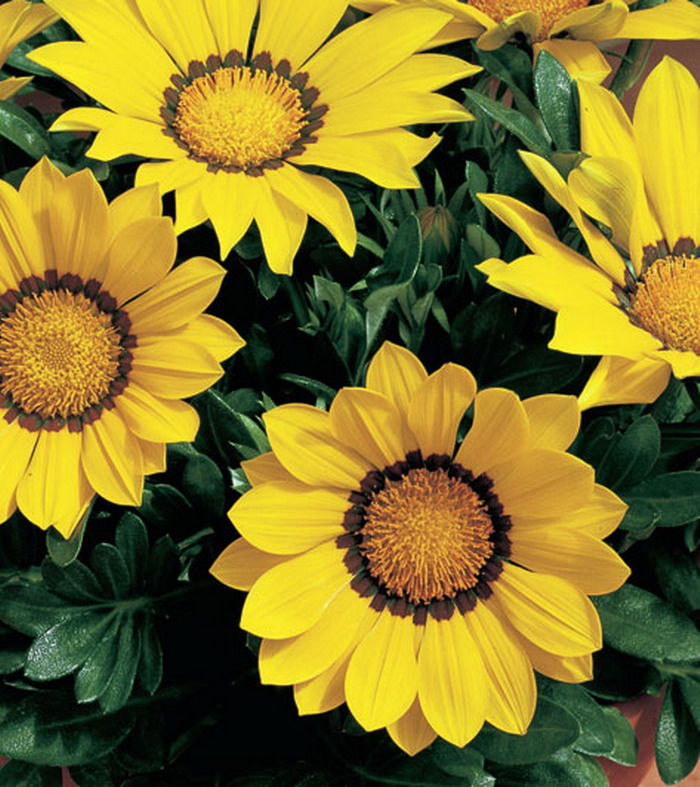 Превью изображения