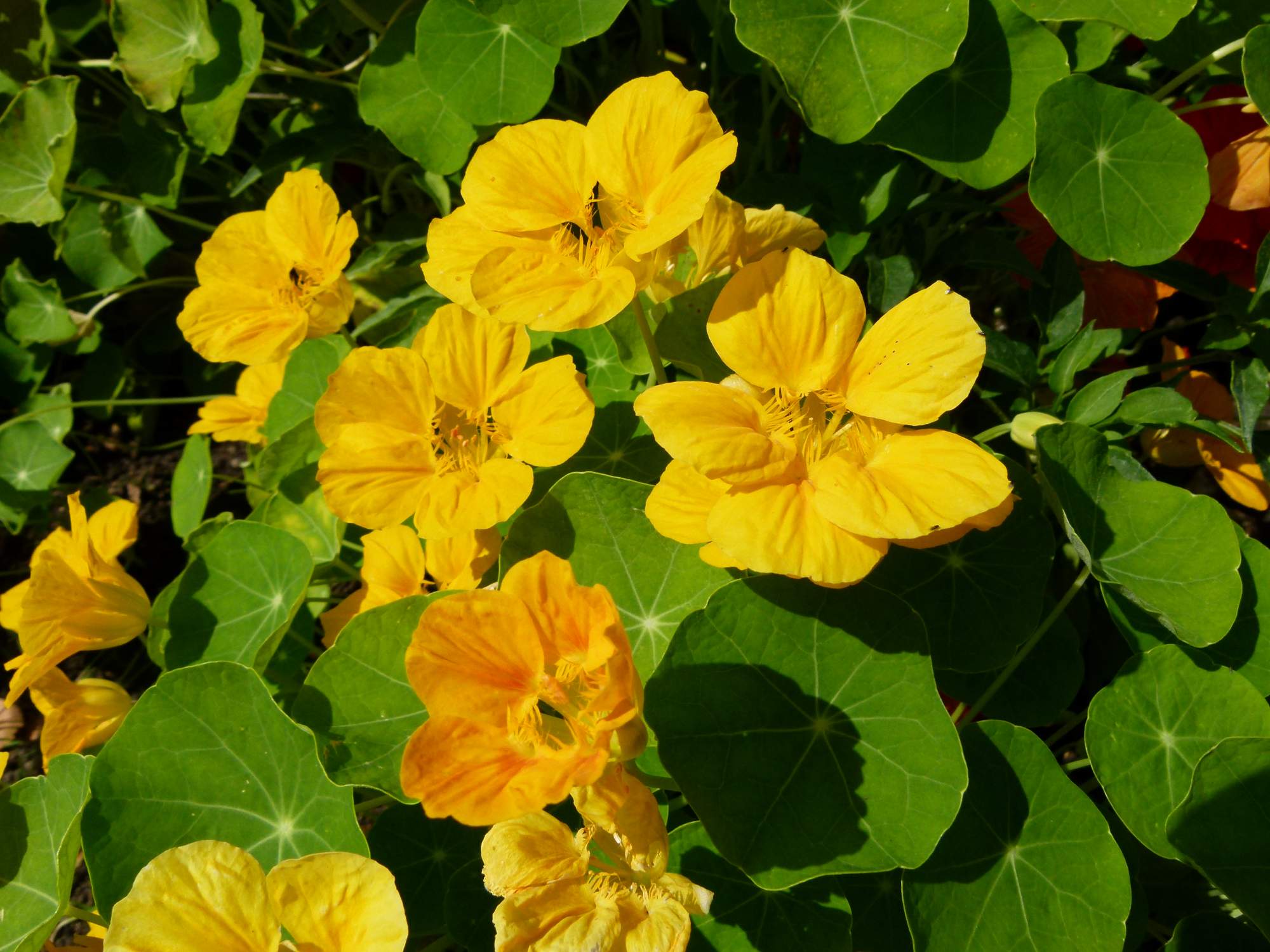 Превью изображения