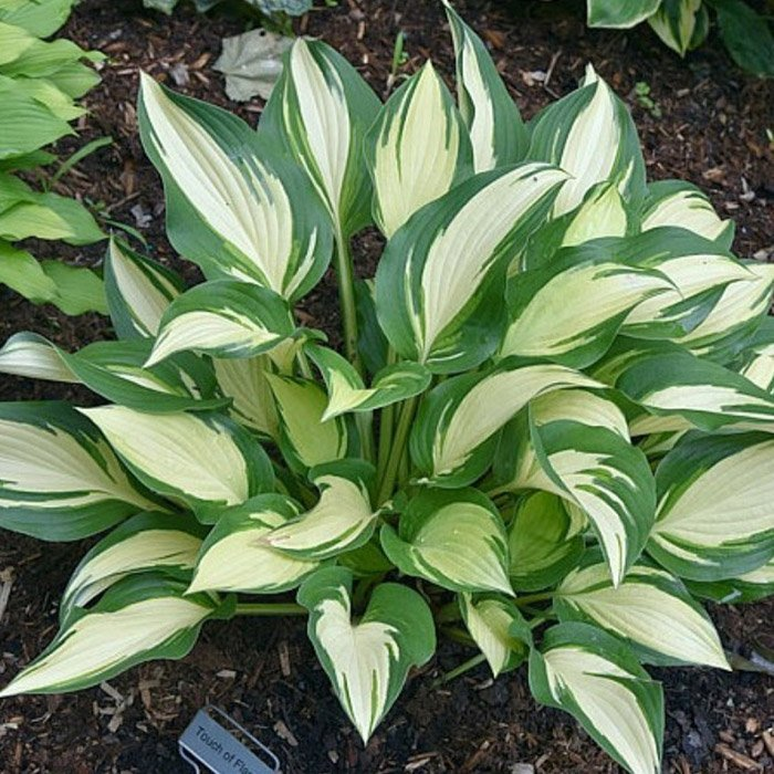 Превью изображения