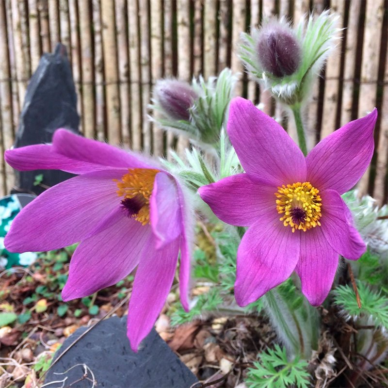 Превью изображения