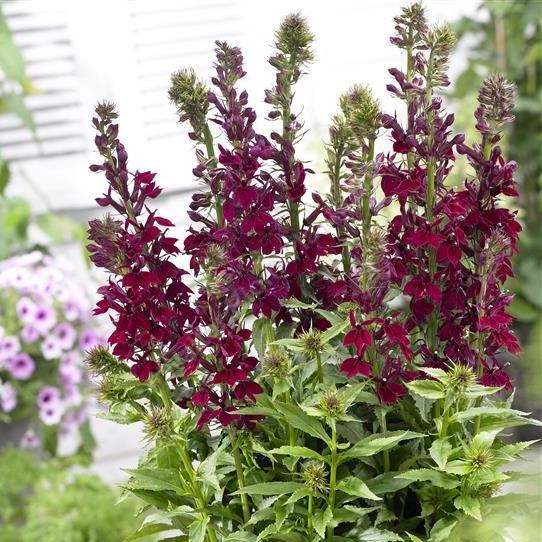 Превью изображения