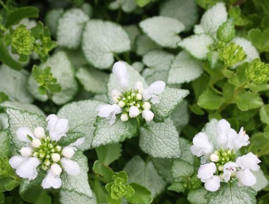 Превью изображения