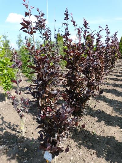 Превью изображения