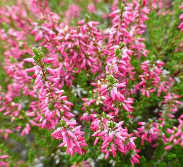 Превью изображения