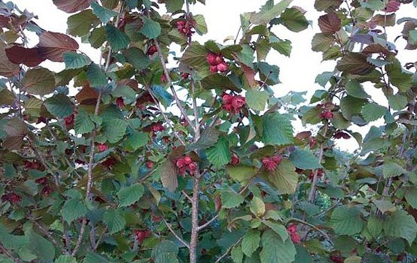 Превью изображения