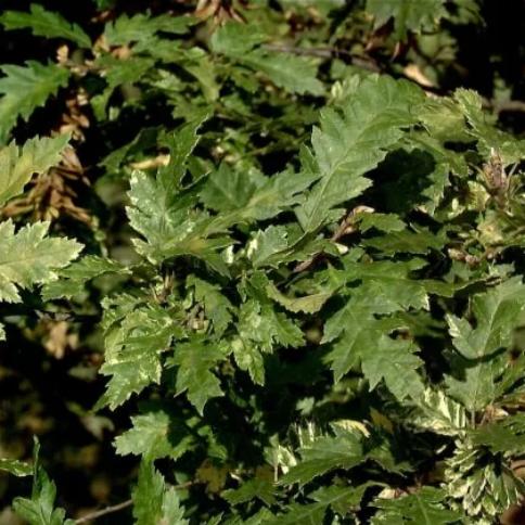 Превью изображения