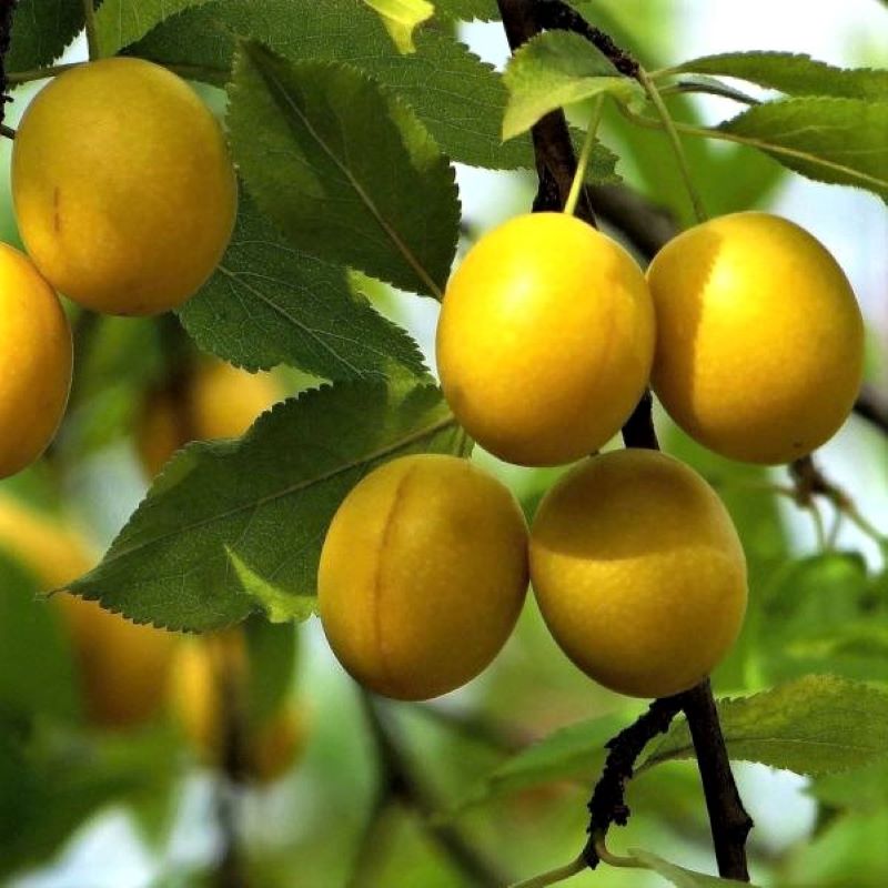 Превью изображения