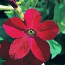 Превью изображения