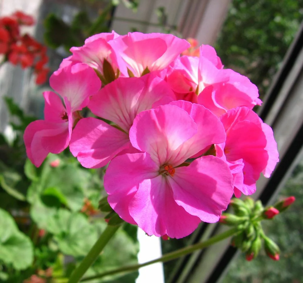 Превью изображения