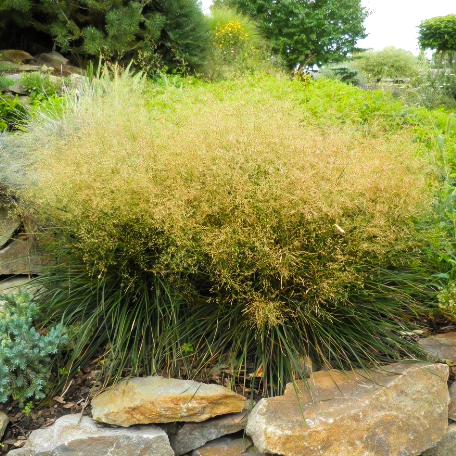 Превью изображения