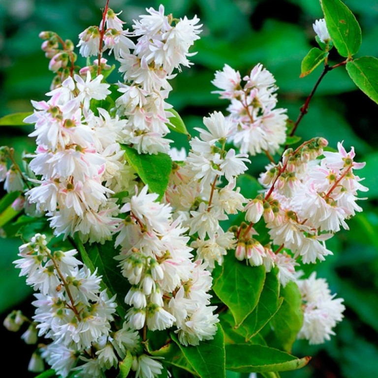 Превью изображения