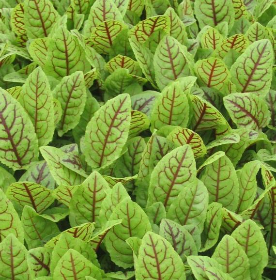 Превью изображения