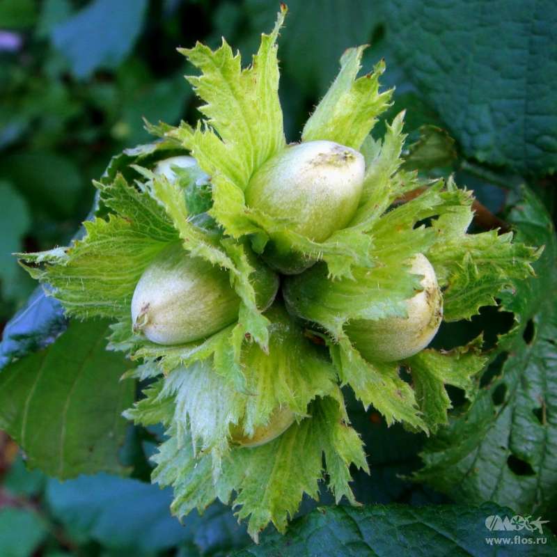 Превью изображения