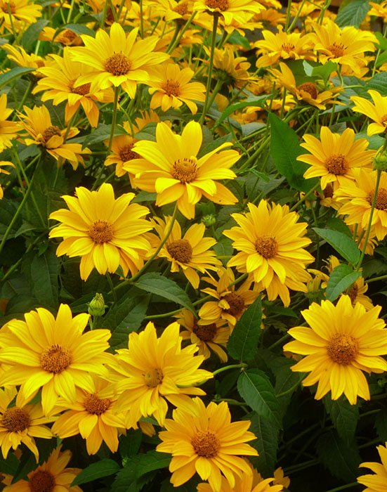 Превью изображения