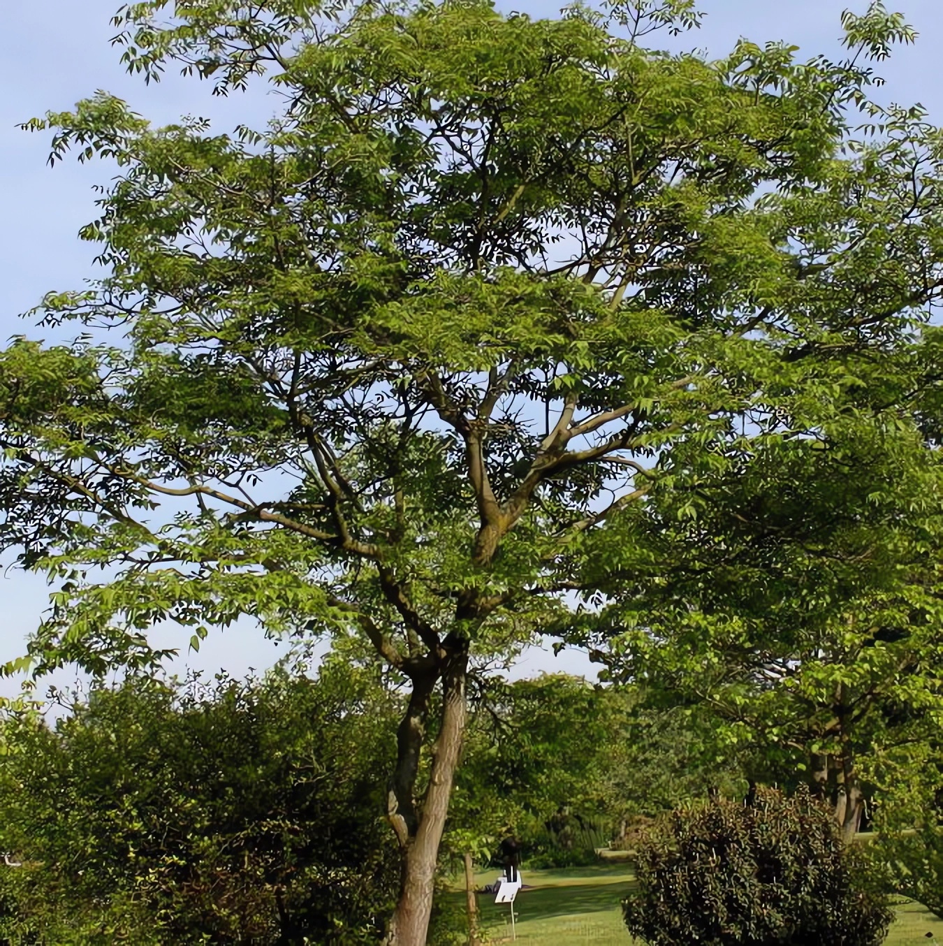 Превью изображения