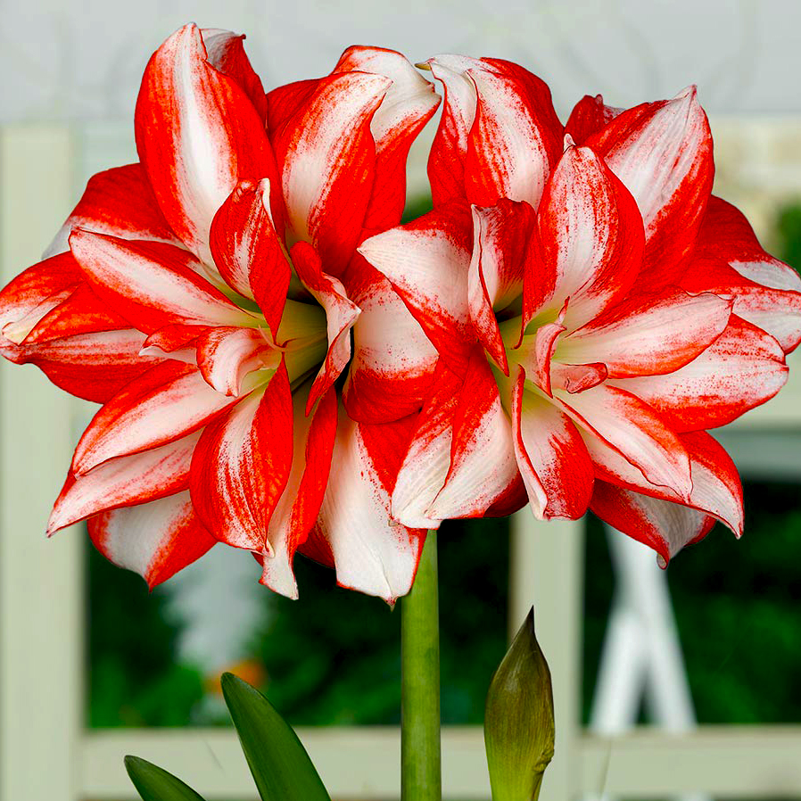 Превью изображения