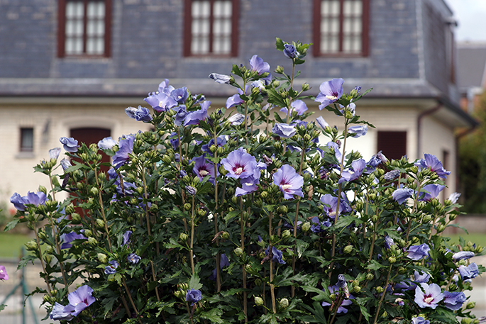 Превью изображения