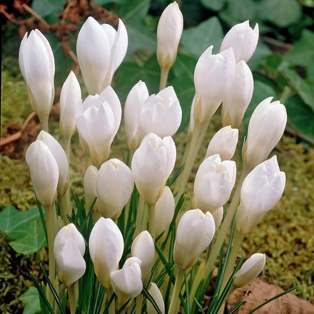 Превью изображения