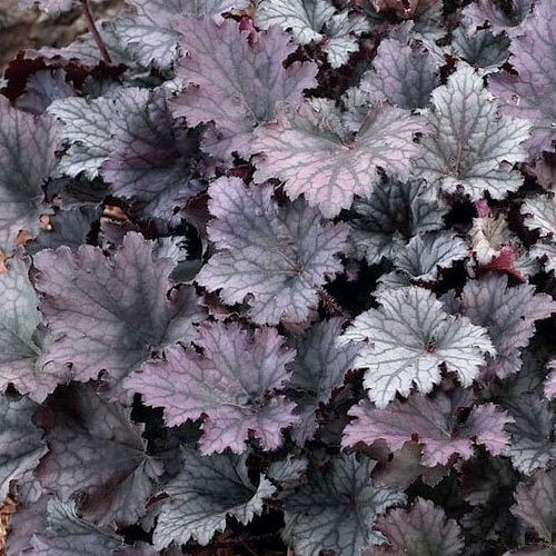 Превью изображения