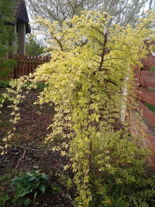 Превью изображения