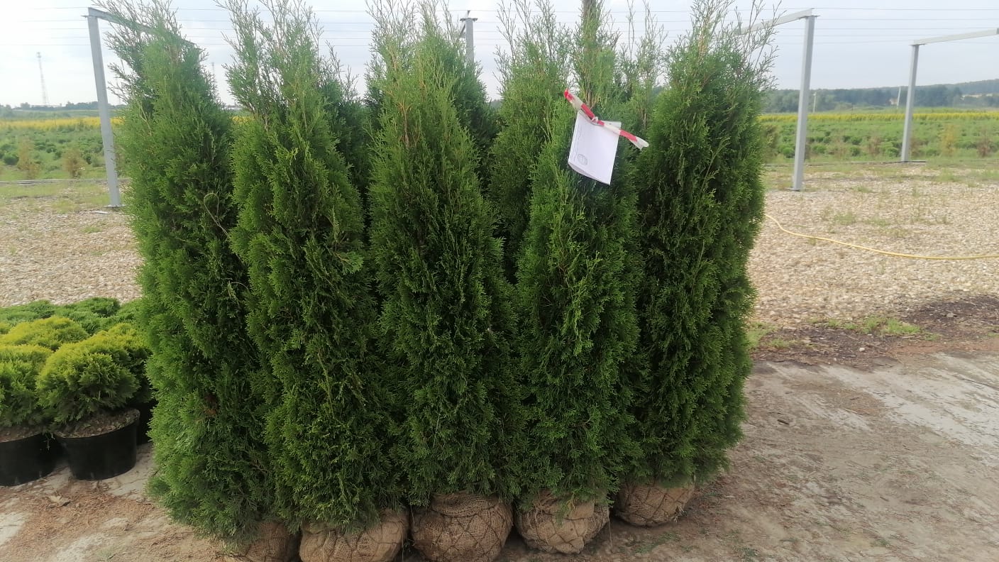 Превью изображения