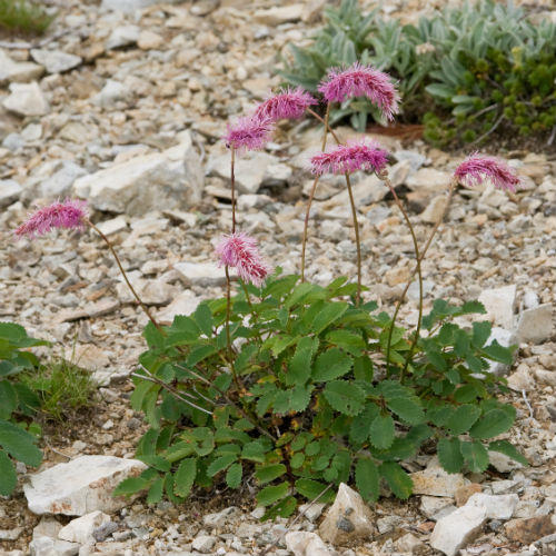 Превью изображения