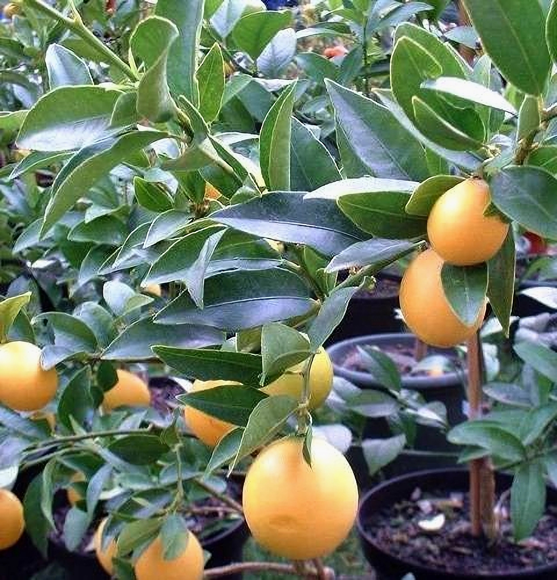 Превью изображения