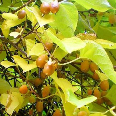 Превью изображения