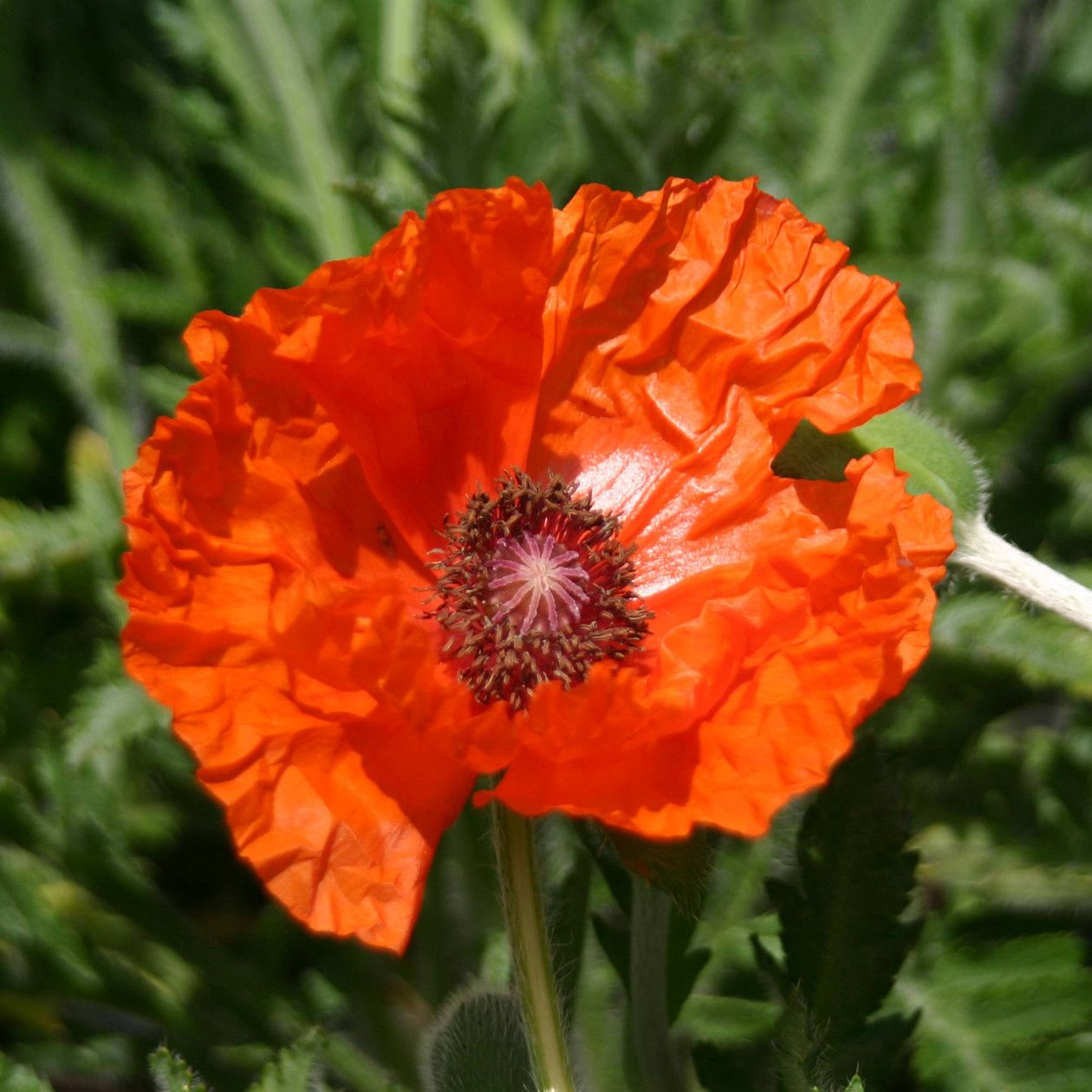 Превью изображения