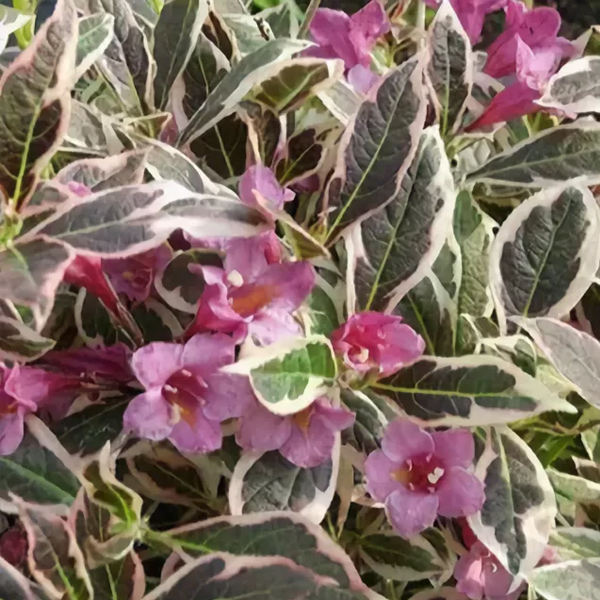 Превью изображения