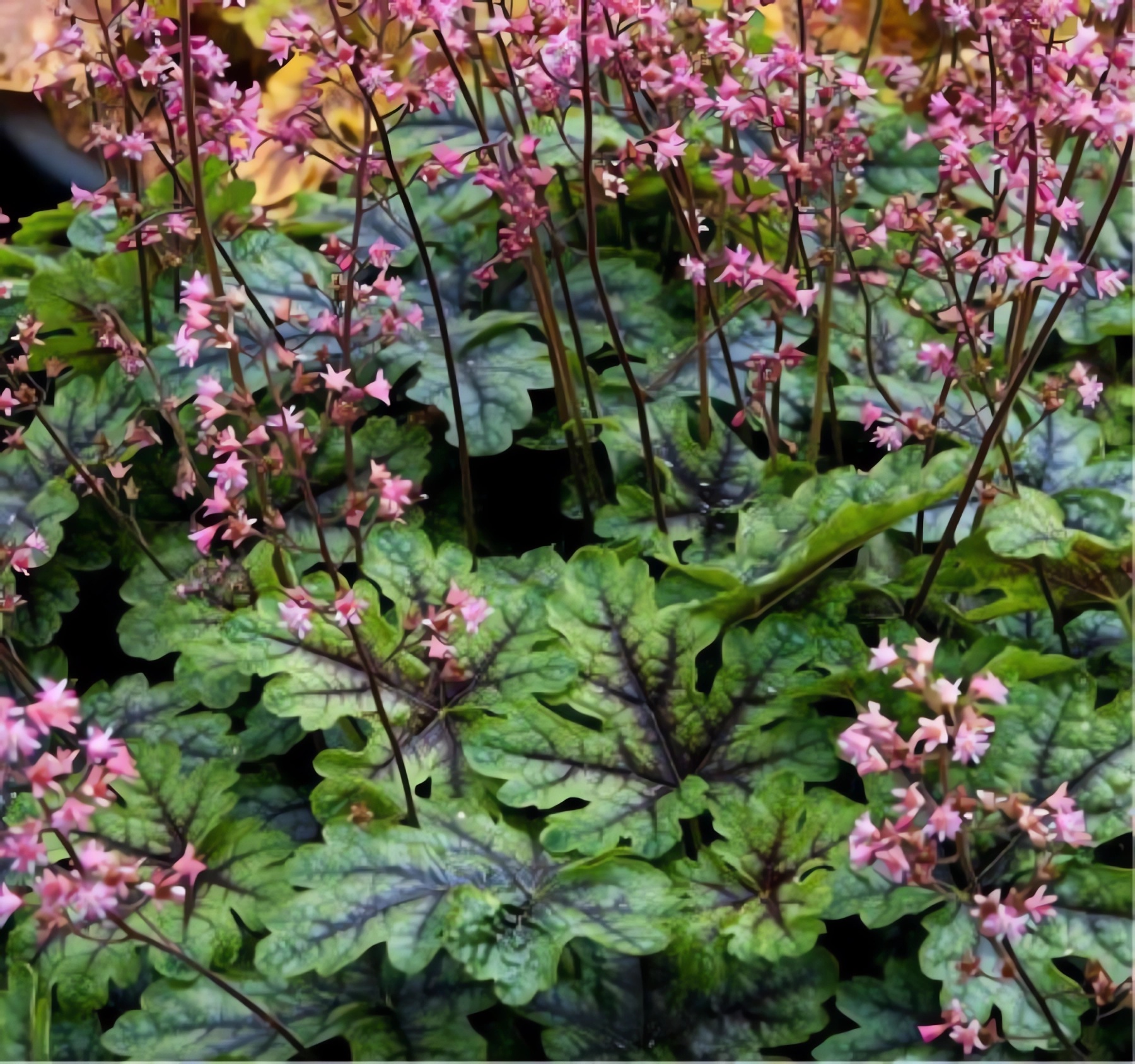 Превью изображения