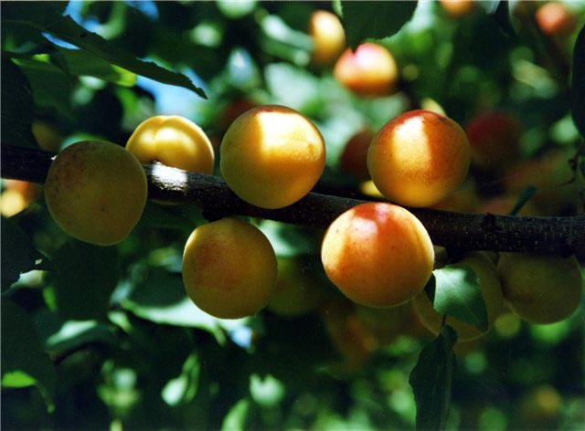 Превью изображения