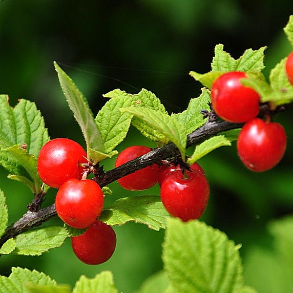 Превью изображения