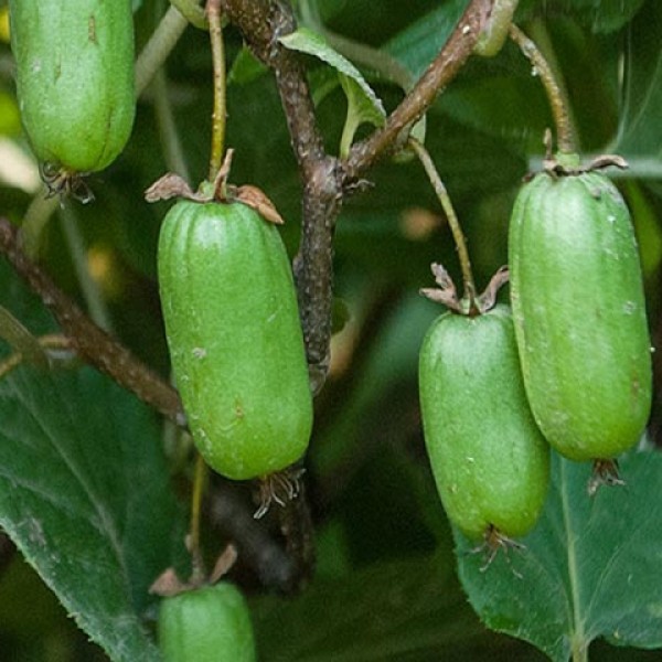 Превью изображения