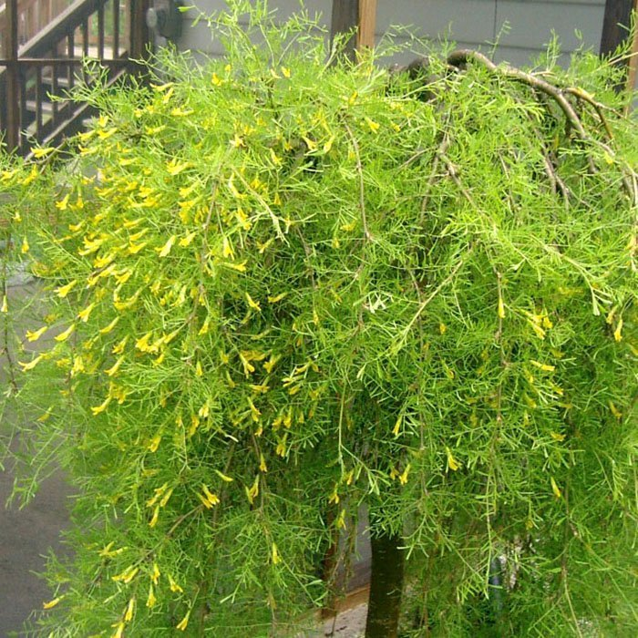 Превью изображения