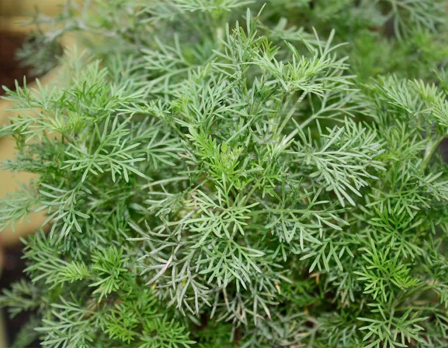 Превью изображения