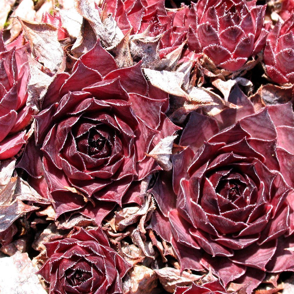 Превью изображения