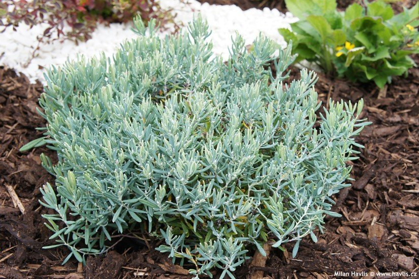 Превью изображения