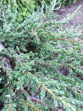 Превью изображения