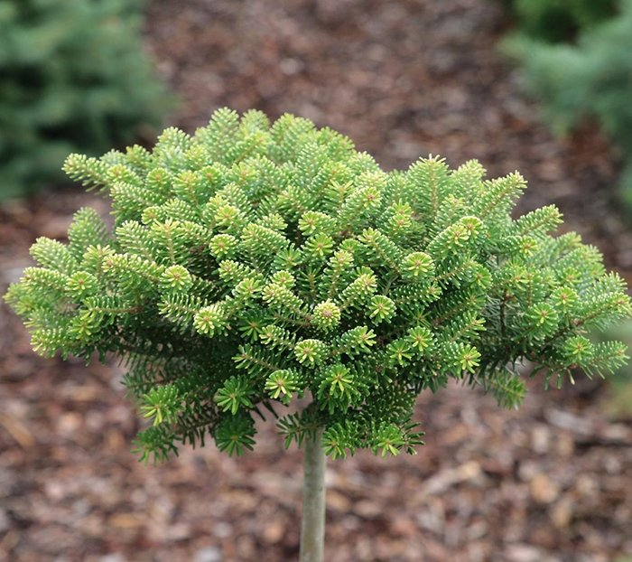 Превью изображения