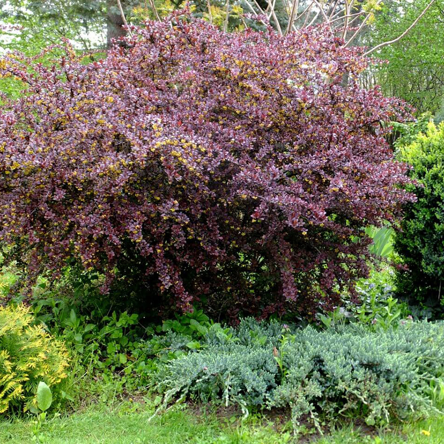 Превью изображения