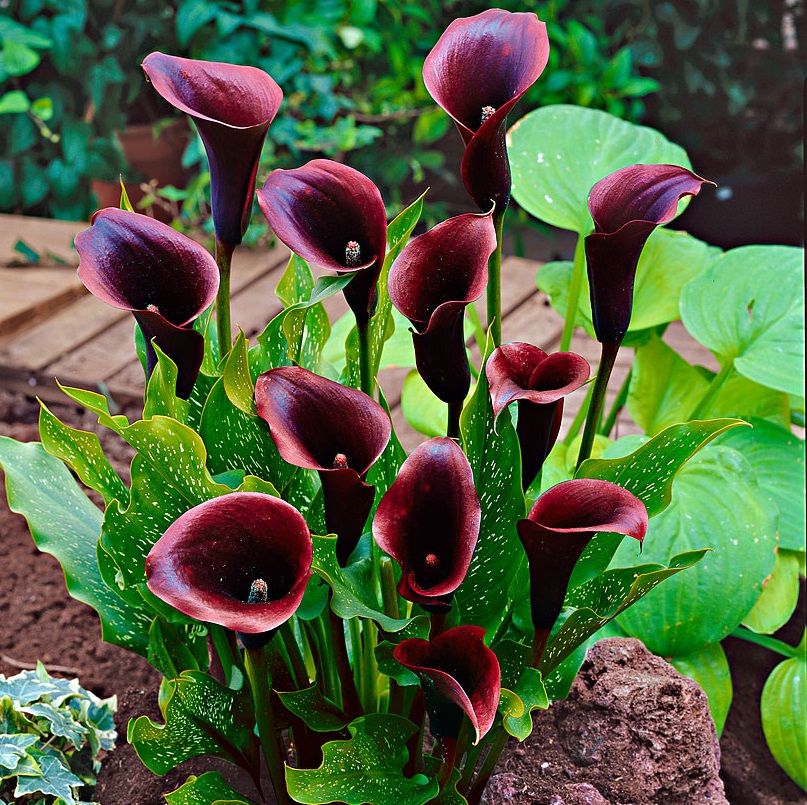 Превью изображения