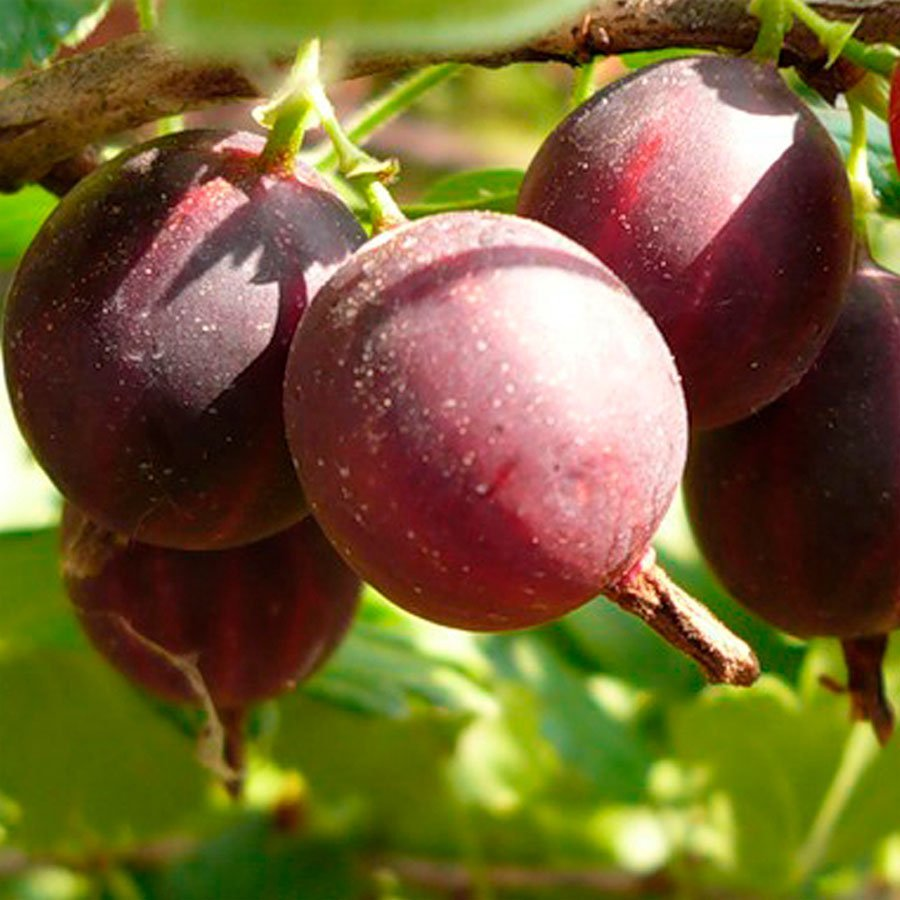 Превью изображения