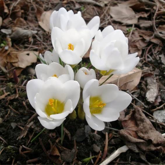 Превью изображения