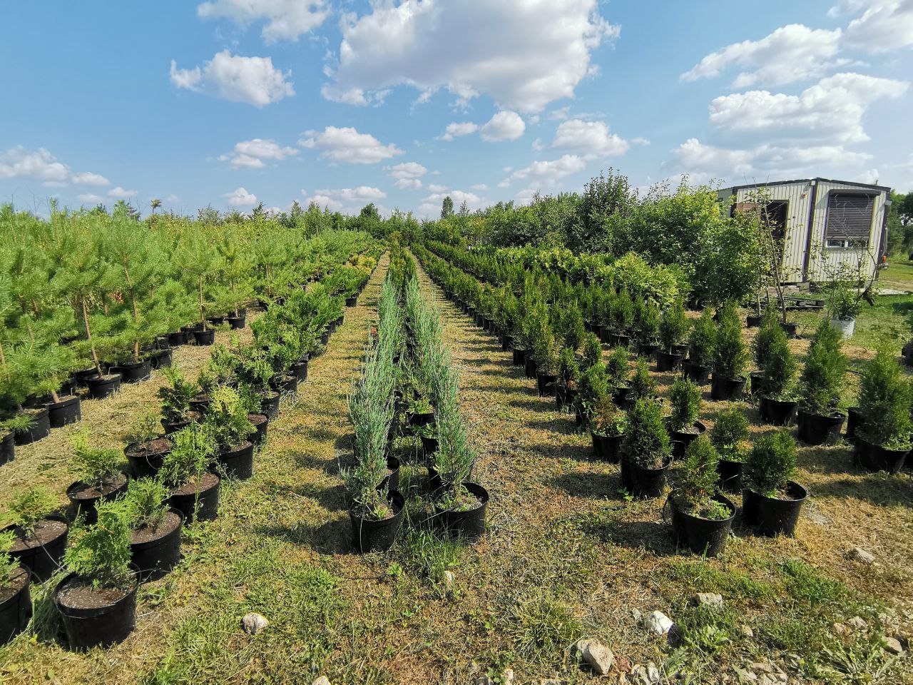 Превью изображения