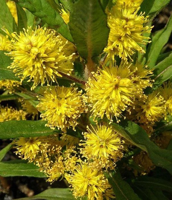 Превью изображения